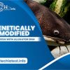 Genetically Modified catfish with alligator DNA