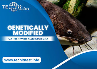 Genetically Modified catfish with alligator DNA